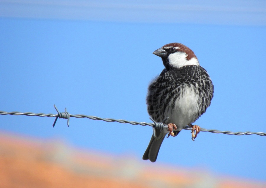 Söğüt serçesi » Spanish Sparrow » Passer hispaniolensis