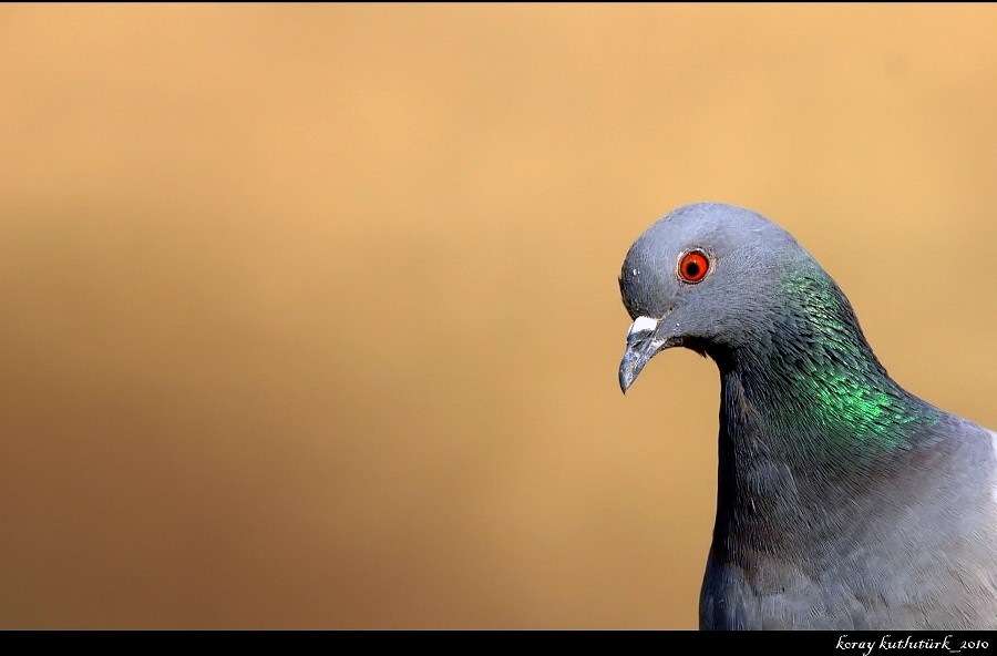 Kaya güvercini » Rock Dove » Columba livia