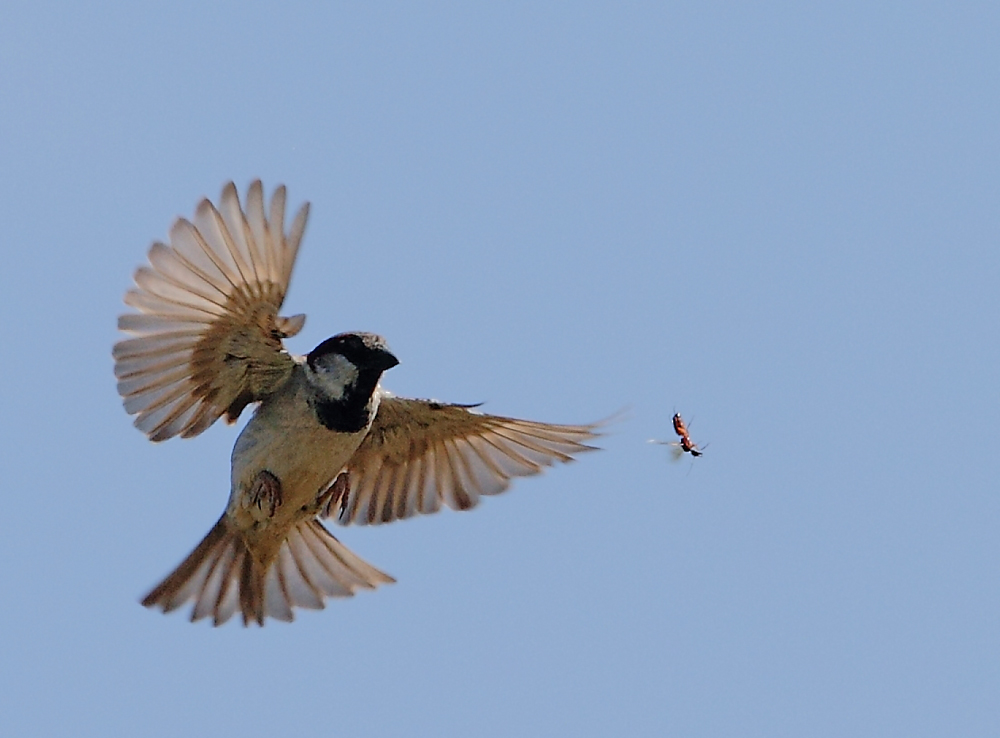 Serçe » House Sparrow » Passer domesticus