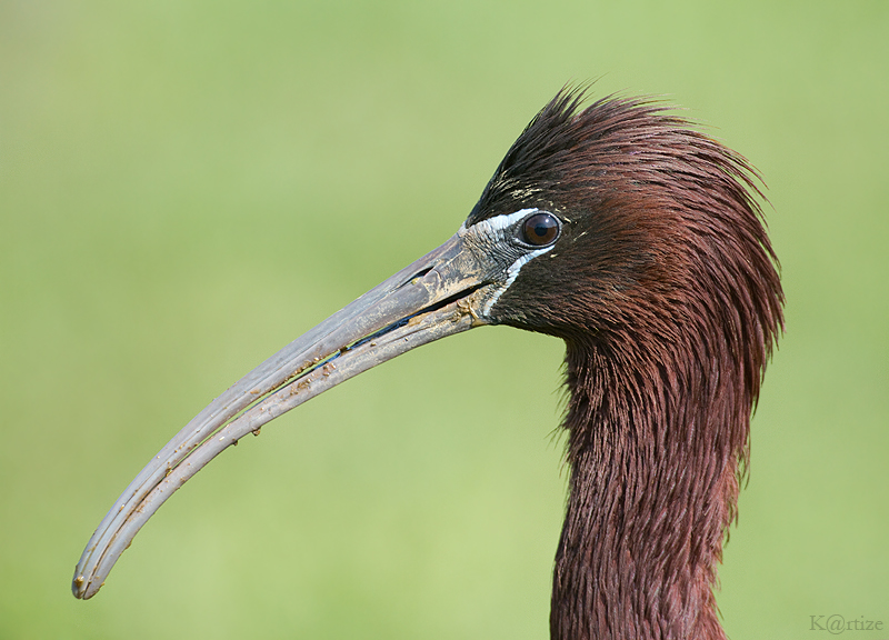 Çeltikçi » Glossy Ibis » Plegadis falcinellus