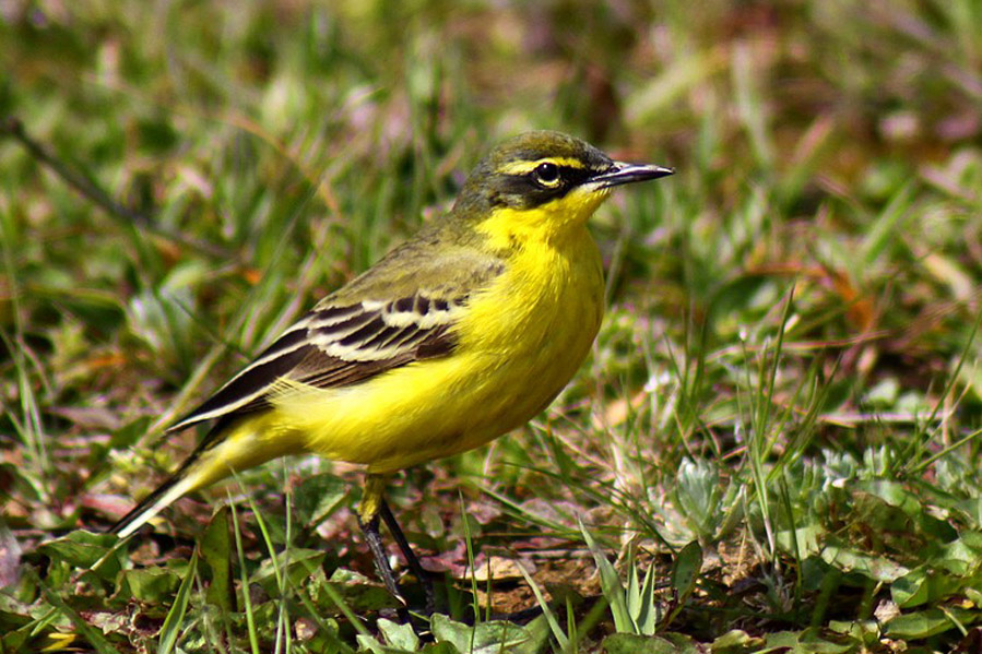 Sarı kuyruksallayan » Western Yellow Wagtail » Motacilla flava