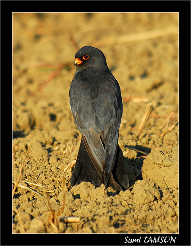 Ala doğan » Red-footed Falcon » Falco vespertinus
