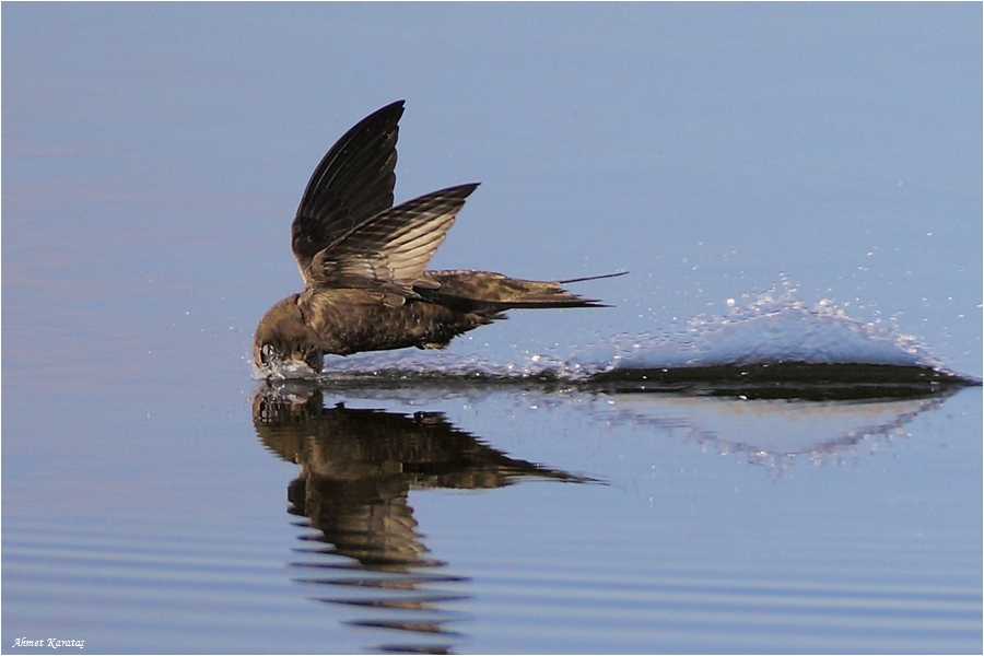 Ebabil » Common Swift » Apus apus
