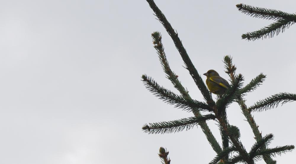 Florya » European Greenfinch » Chloris chloris