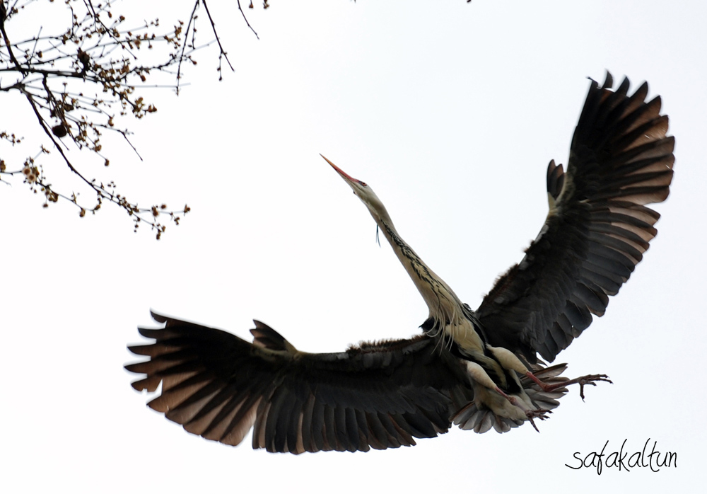 Gri balıkçıl » Grey Heron » Ardea cinerea