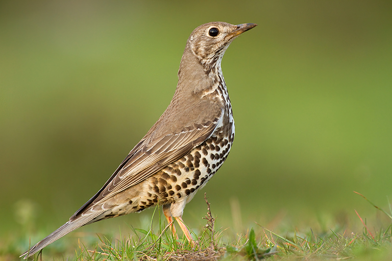 Ökse ardıcı » Mistle Thrush » Turdus viscivorus