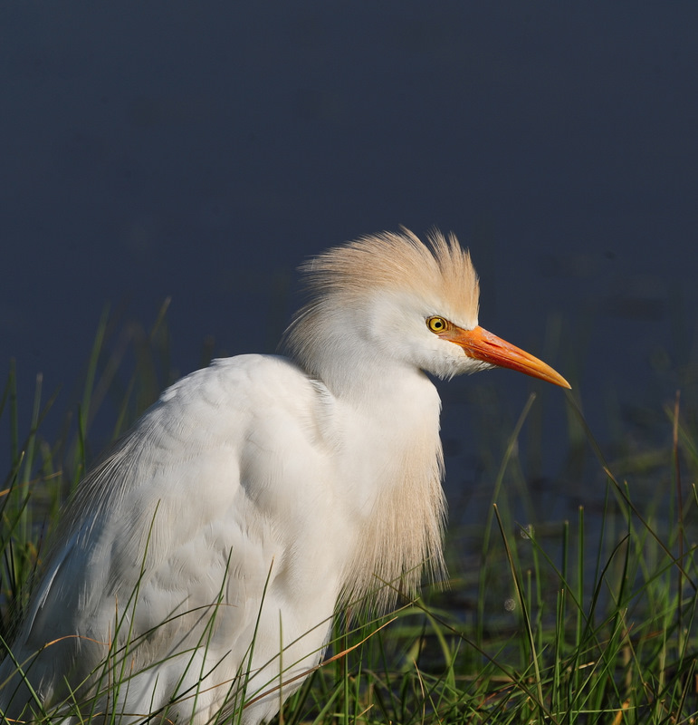 Sığır balıkçılı » Western Cattle Egret » Ardea ibis
