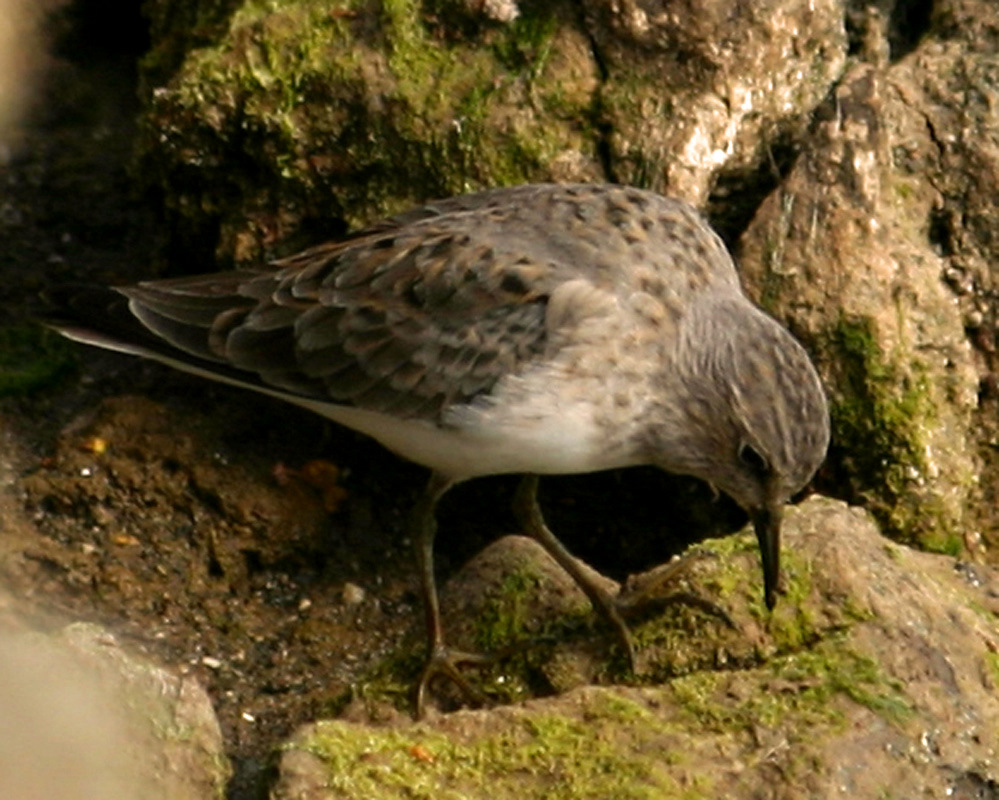 Sarıbacaklı kumkuşu » Temminck`s Stint » Calidris temminckii