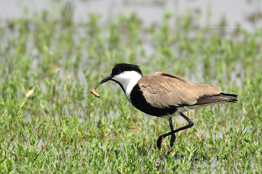 Mahmuzlu kızkuşu » Spur-winged Lapwing » Vanellus spinosus
