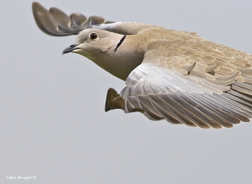 Kumru » Eurasian Collared Dove » Streptopelia decaocto
