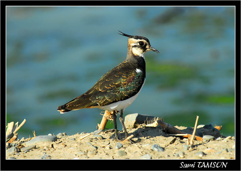 Kızkuşu » Northern Lapwing » Vanellus vanellus