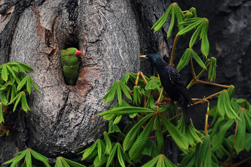 İskender papağanı » Alexandrine Parakeet » Psittacula eupatria