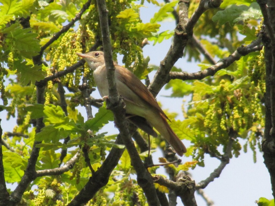 Bülbül » Common Nightingale » Luscinia megarhynchos