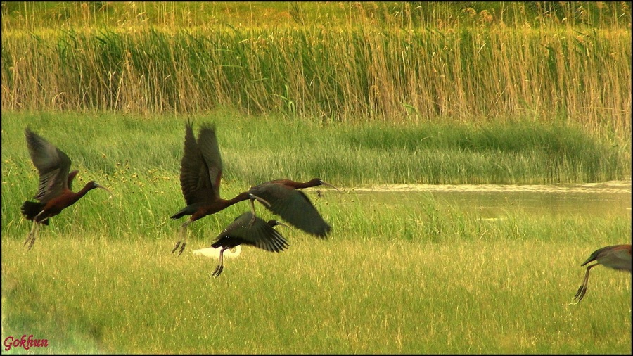 Çeltikçi » Glossy Ibis » Plegadis falcinellus