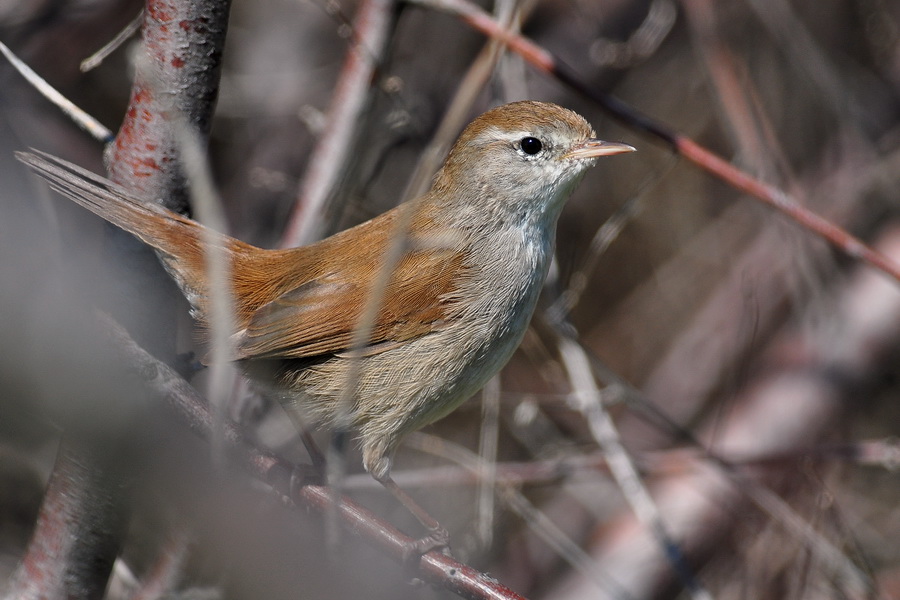 Kamışbülbülü » Cetti`s Warbler » Cettia cetti