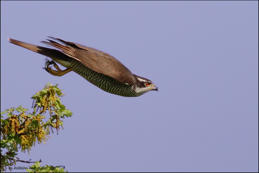 Çakır » Northern Goshawk » Astur gentilis