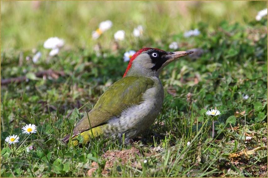 Yeşil ağaçkakan » European Green Woodpecker » Picus viridis