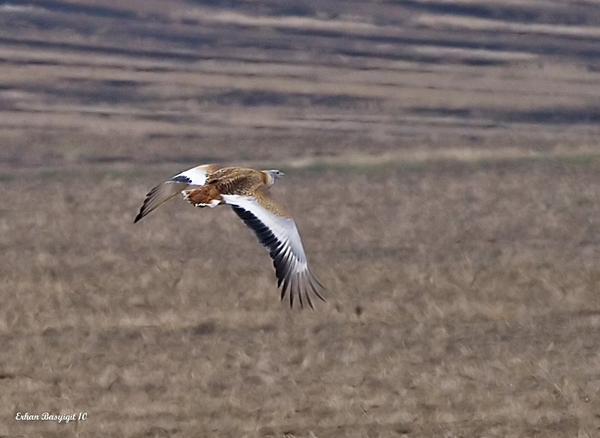 Toy » Great Bustard » Otis tarda