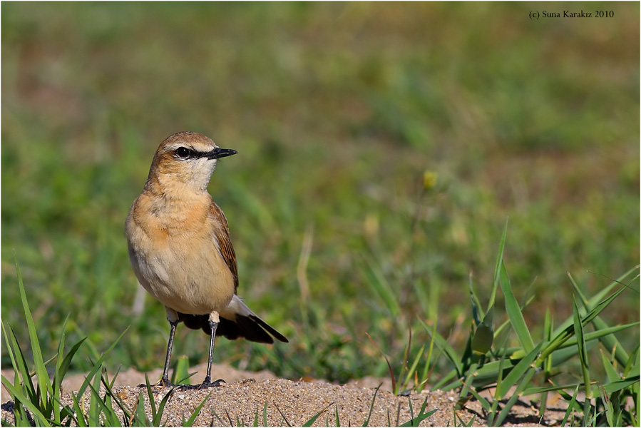 Boz kuyrukkakan » Isabelline Wheatear » Oenanthe isabellina