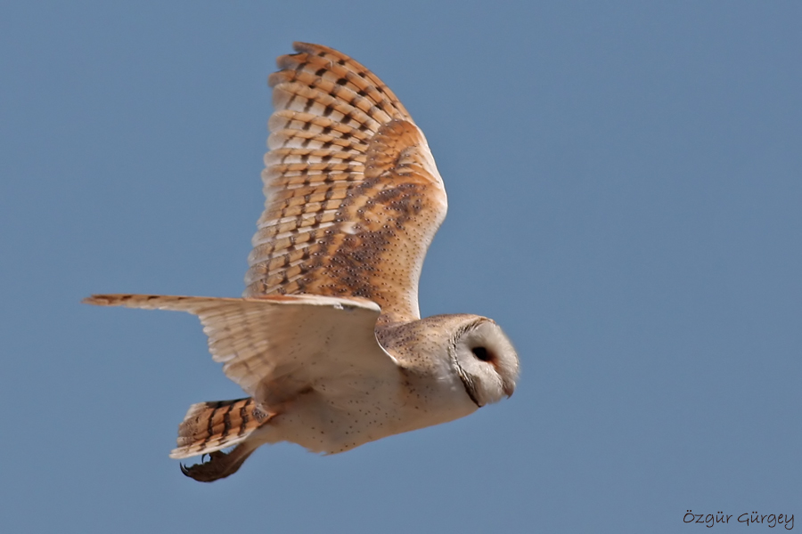 Peçeli baykuş » Western Barn Owl » Tyto alba