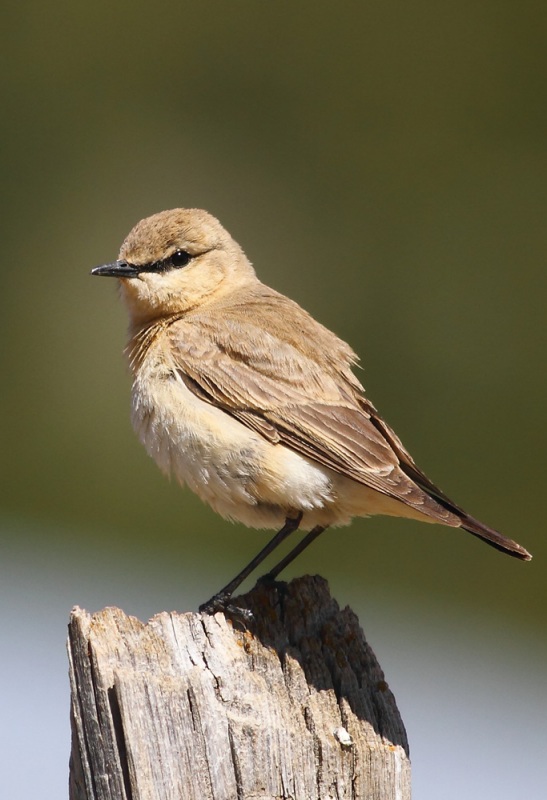 Boz kuyrukkakan » Isabelline Wheatear » Oenanthe isabellina