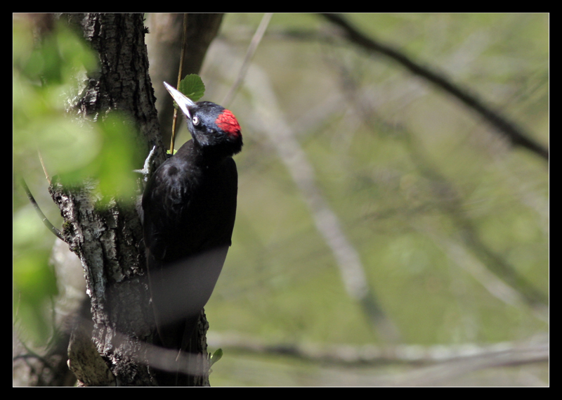 Kara ağaçkakan » Black Woodpecker » Dryocopus martius