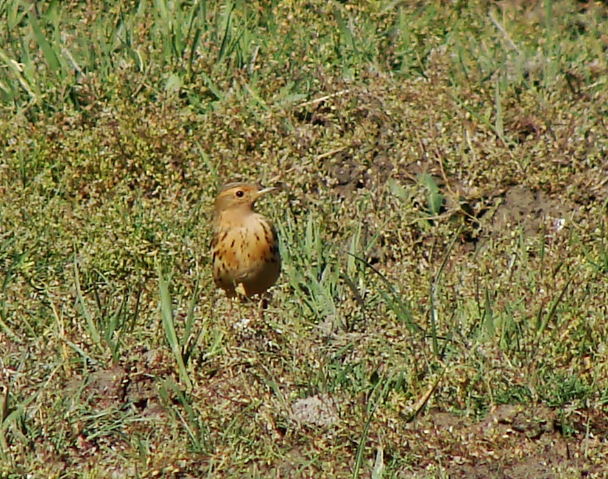 Kızılgerdanlı incirkuşu » Red-throated Pipit » Anthus cervinus