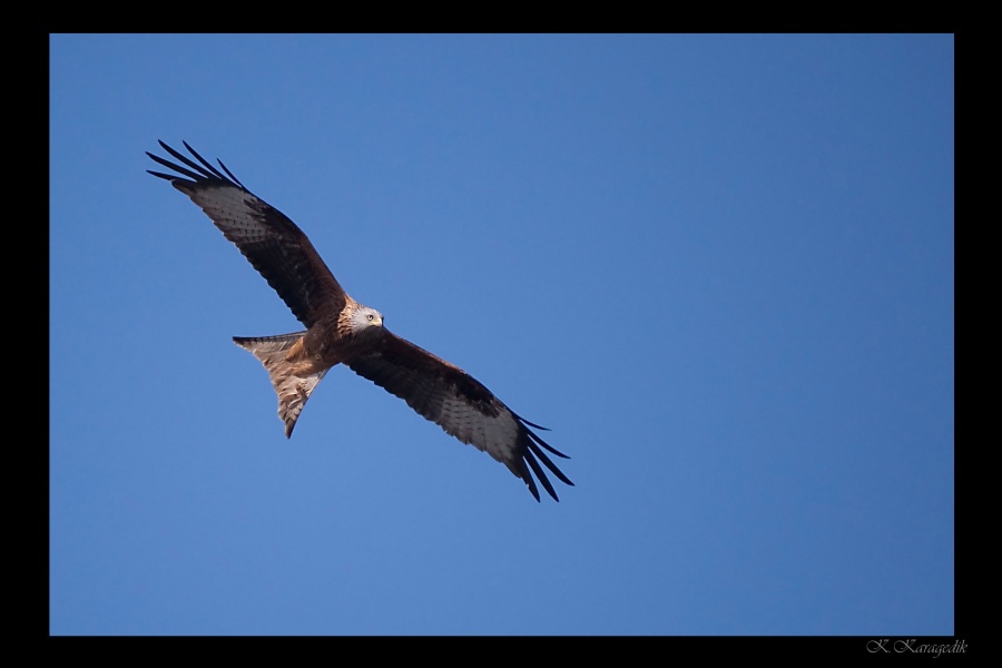 Kızıl çaylak » Red Kite » Milvus milvus