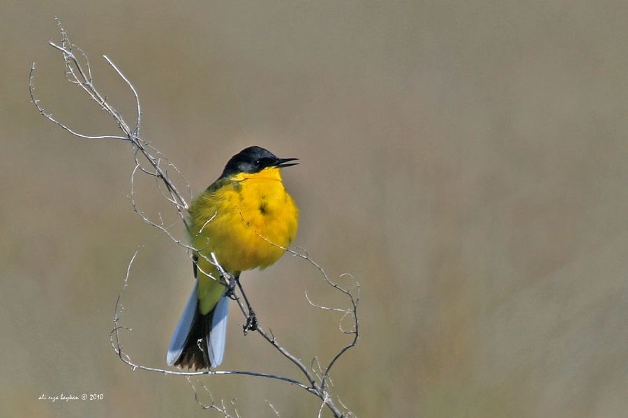 Sarı kuyruksallayan » Western Yellow Wagtail » Motacilla flava