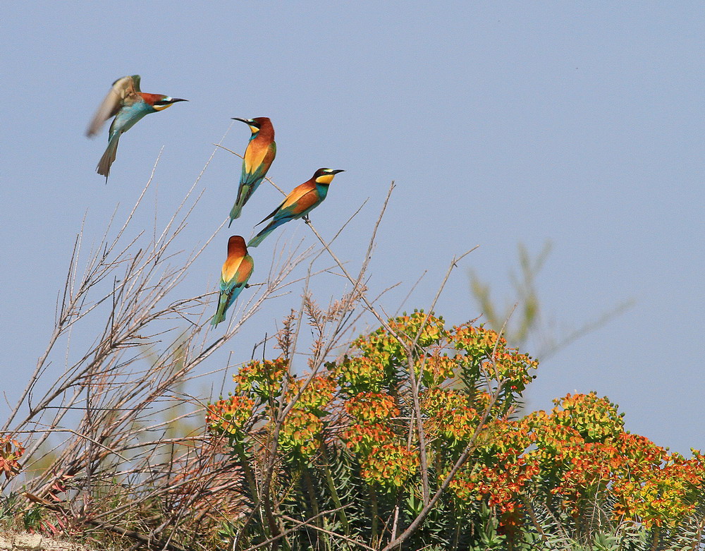 Arıkuşu » European Bee-eater » Merops apiaster