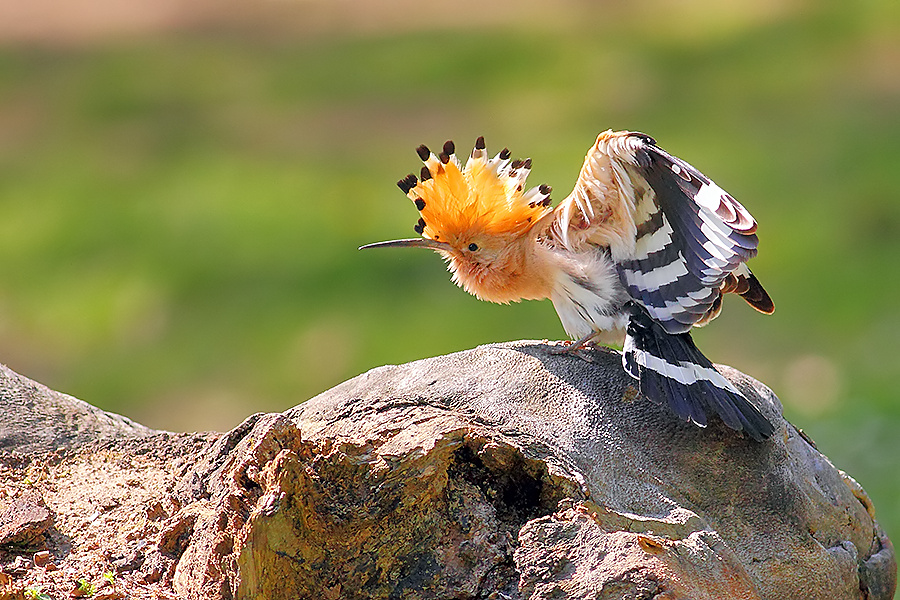 İbibik » Eurasian Hoopoe » Upupa epops