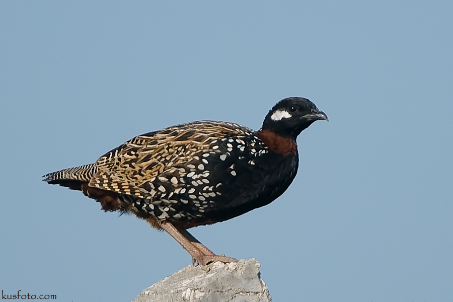 Turaç » Black Francolin » Francolinus francolinus