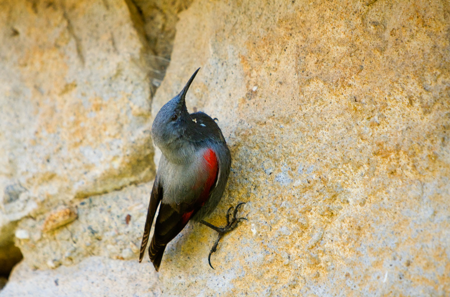 Duvar tırmaşıkkuşu » Wallcreeper » Tichodroma muraria