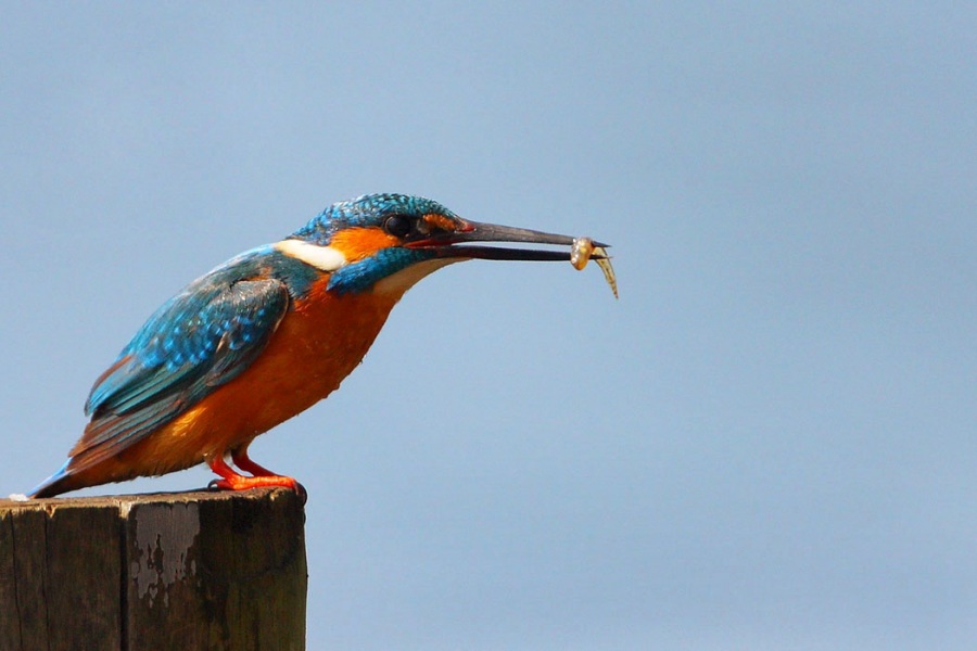 Yalıçapkını » Common Kingfisher » Alcedo atthis