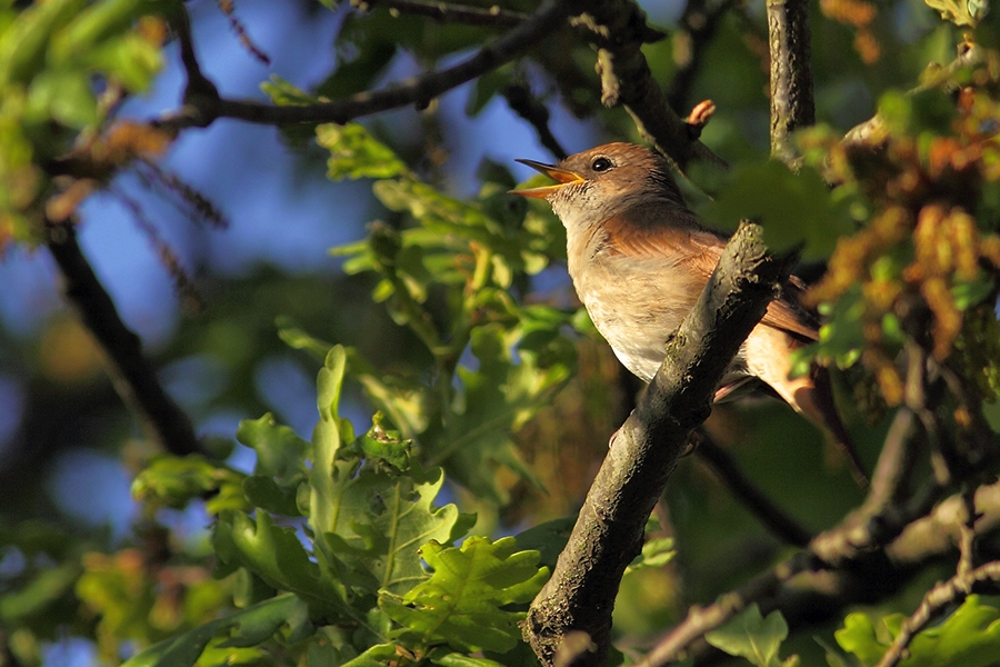 Bülbül » Common Nightingale » Luscinia megarhynchos