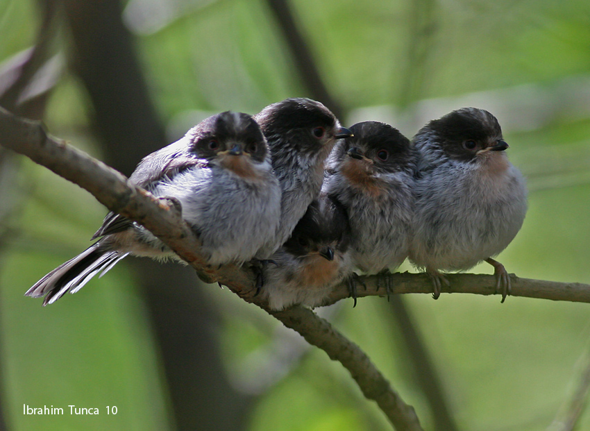 Uzunkuyruklu baştankara » Long-tailed Tit » Aegithalos caudatus