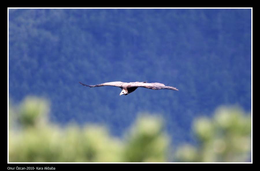 Kara akbaba » Cinereous Vulture » Aegypius monachus