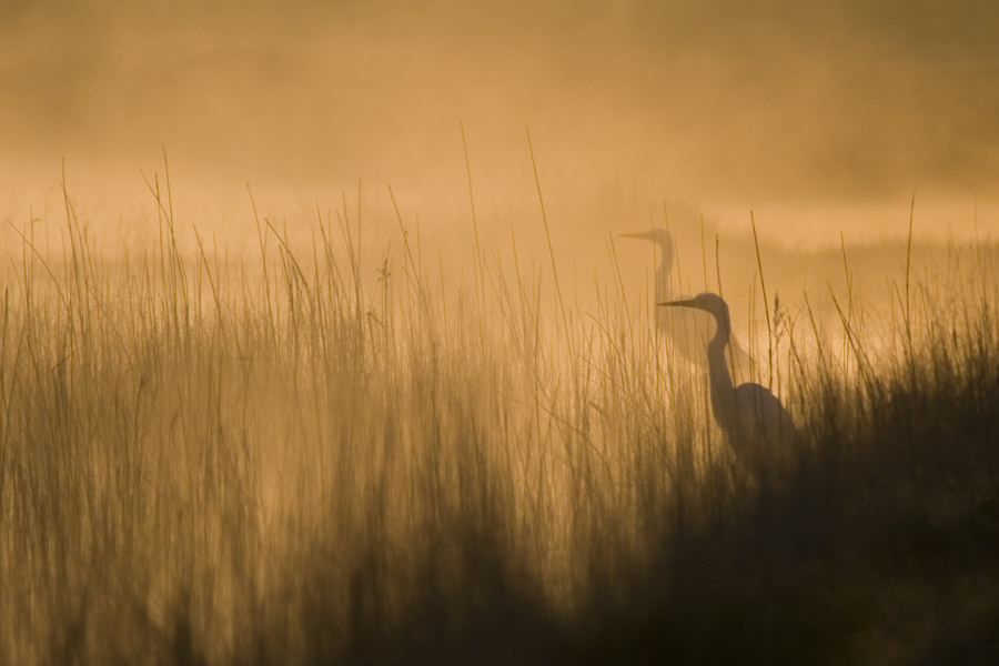 Büyük ak balıkçıl » Great Egret » Ardea alba