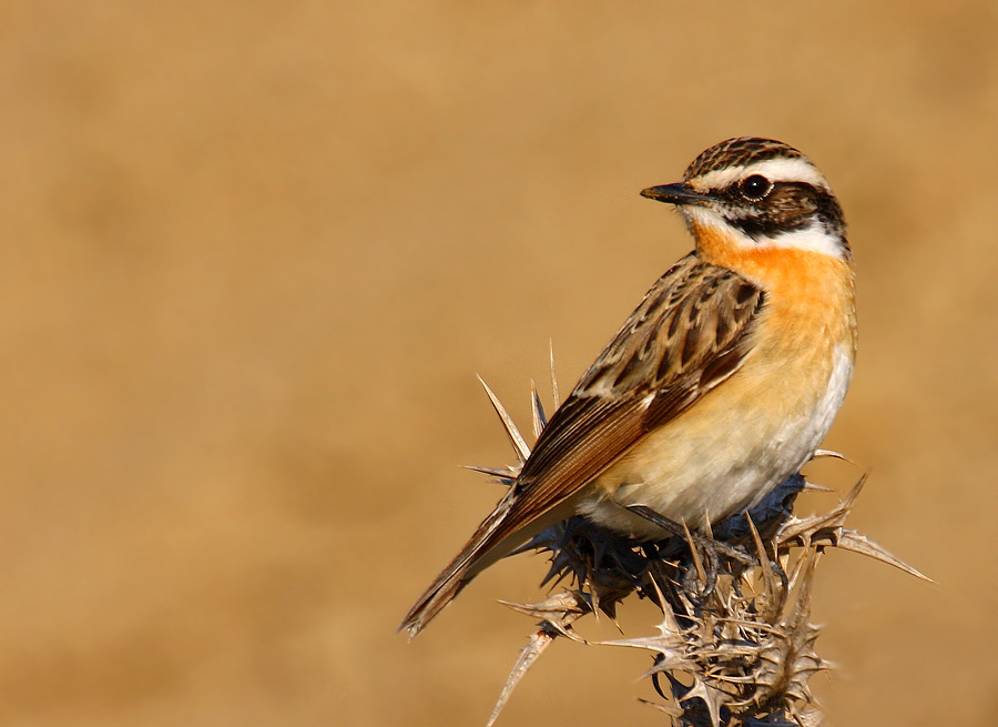 Çayır taşkuşu » Whinchat » Saxicola rubetra