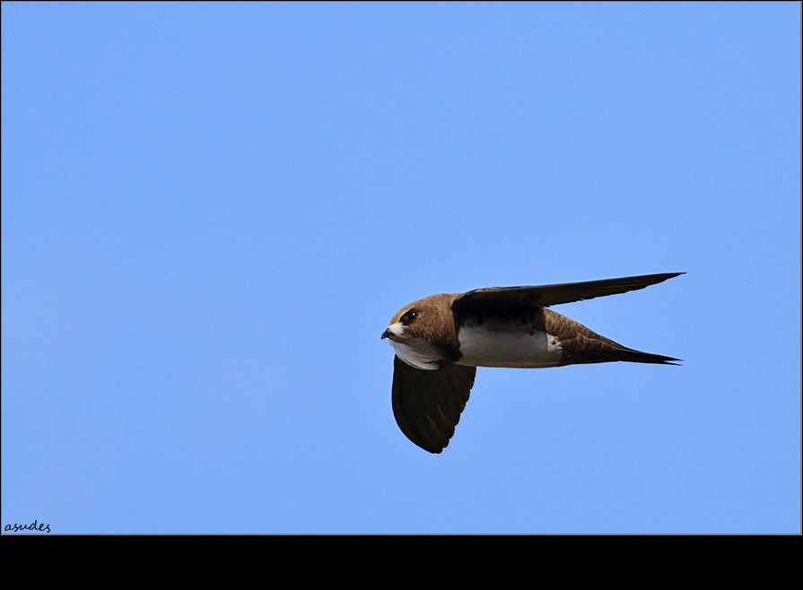 Akkarınlı ebabil » Alpine Swift » Tachymarptis melba