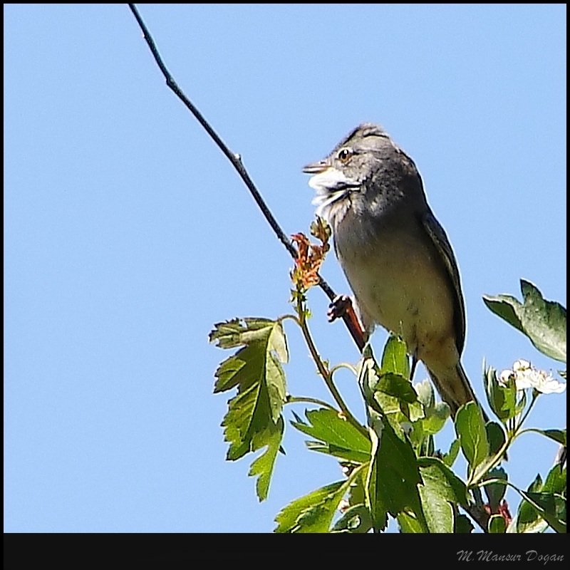 Akgerdanlı Ötleğen » Common Whitethroat » Curruca communis