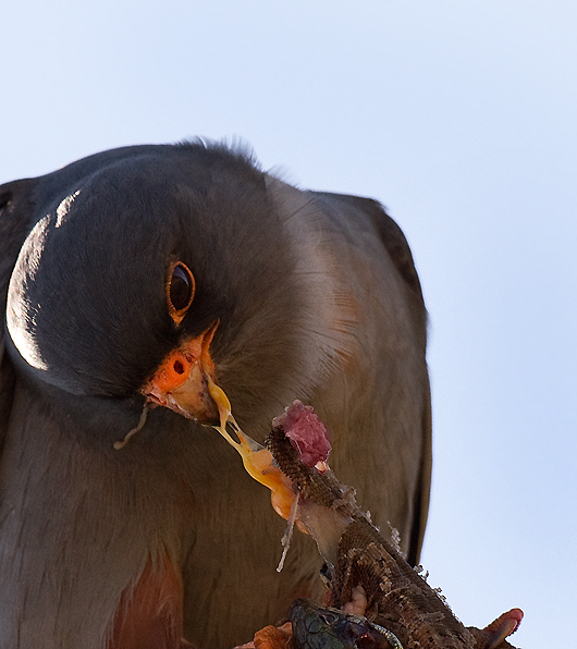 Ala doğan » Red-footed Falcon » Falco vespertinus