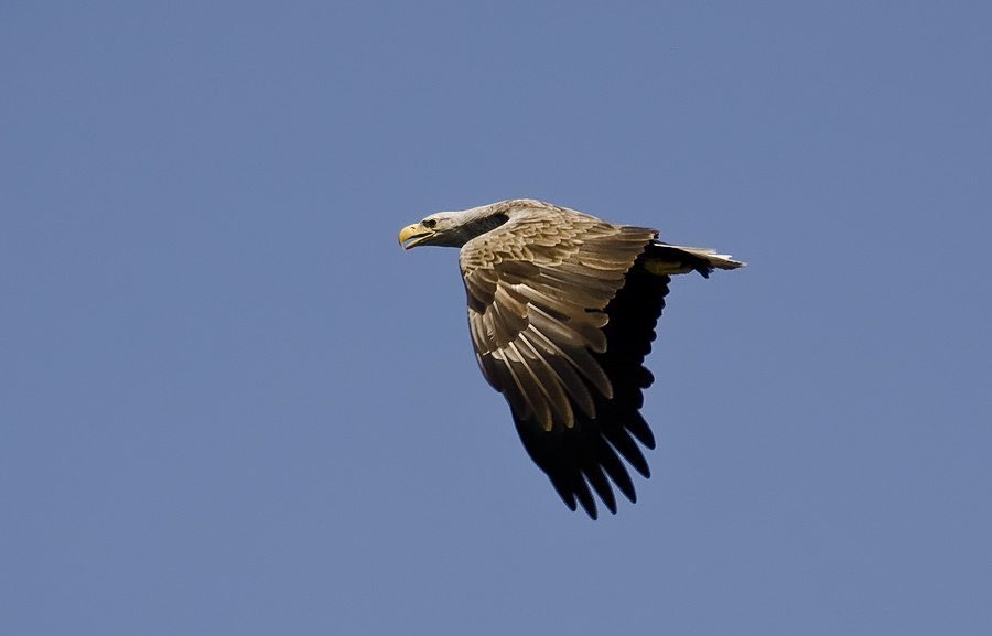 Akkuyruklu kartal » White-tailed Eagle » Haliaeetus albicilla
