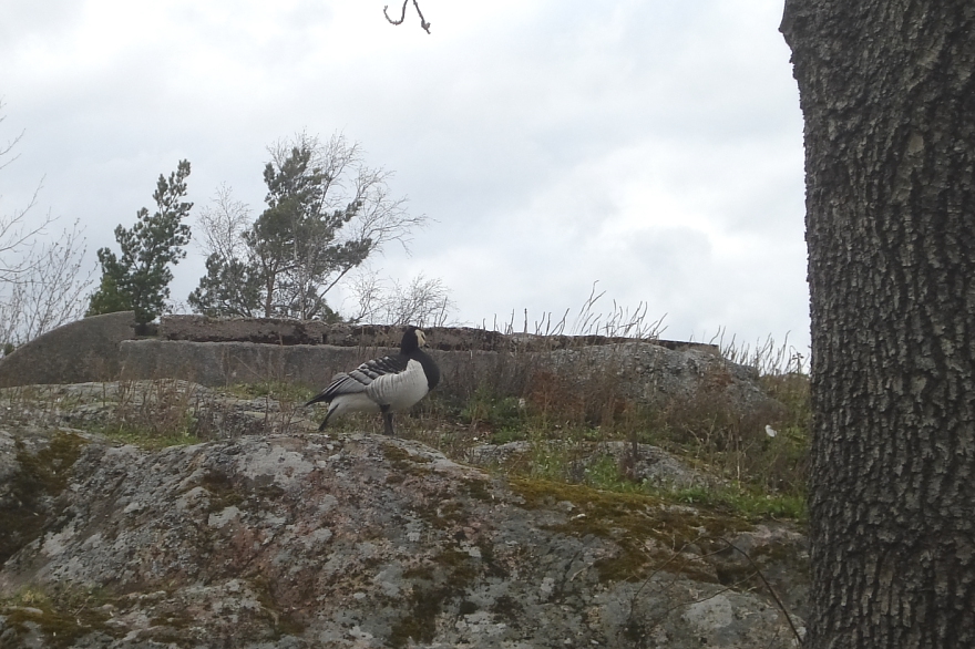 Akyanaklı kaz » Barnacle Goose » Branta leucopsis