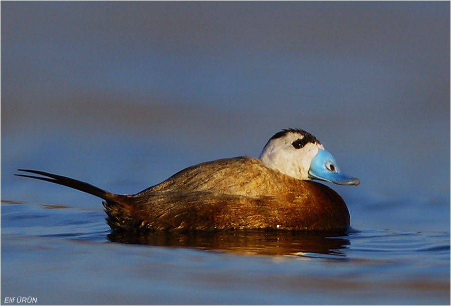 Dikkuyruk » White-headed Duck » Oxyura leucocephala