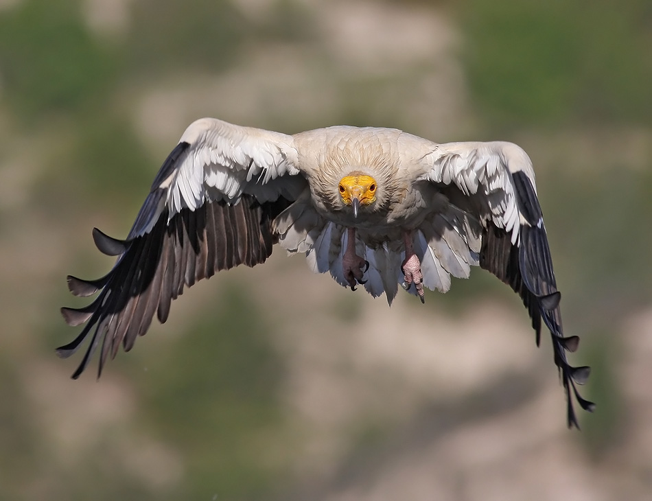 Küçük akbaba » Egyptian Vulture » Neophron percnopterus