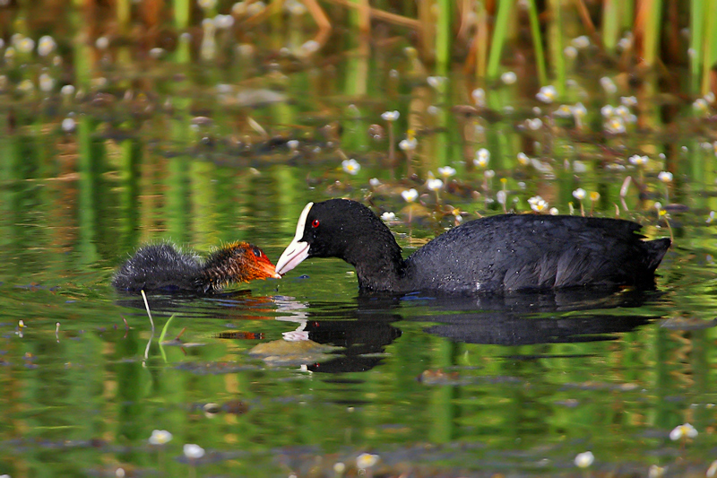 Sakarmeke » Eurasian Coot » Fulica atra