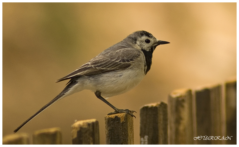 Ak kuyruksallayan » White Wagtail » Motacilla alba
