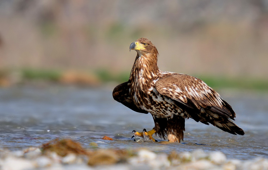 Akkuyruklu kartal » White-tailed Eagle » Haliaeetus albicilla