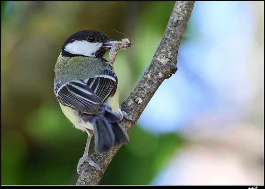 Büyük baştankara » Great Tit » Parus major